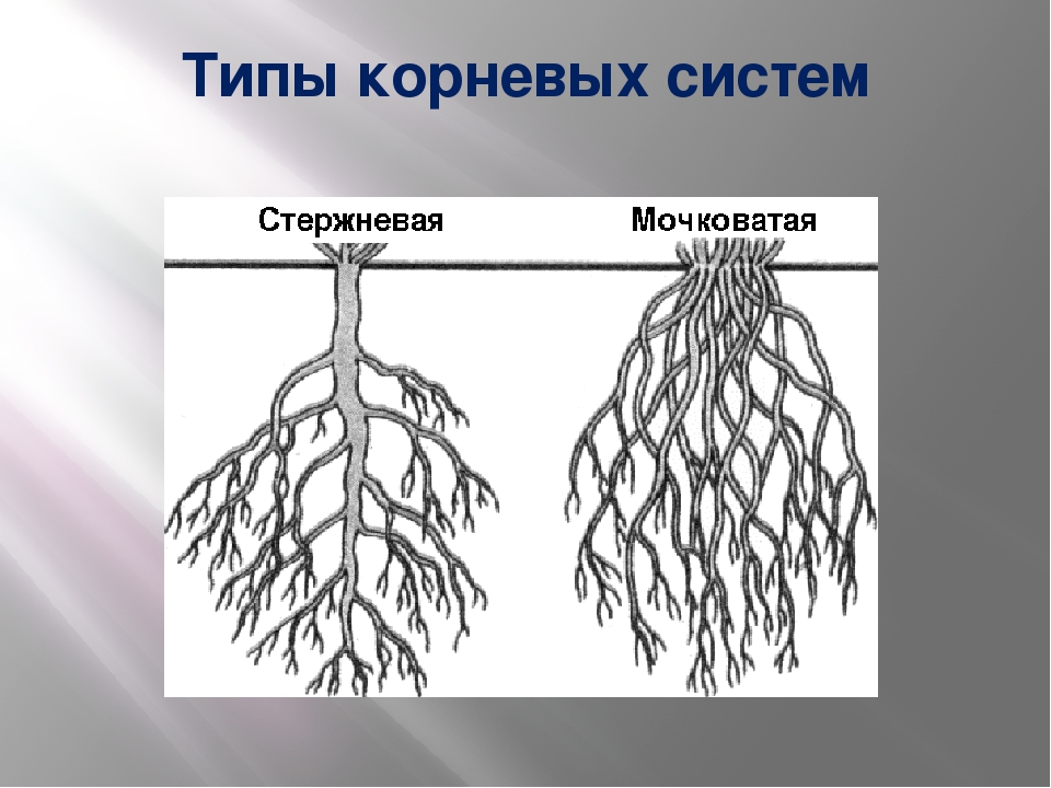 Перпендикулярный корень. Корневая система 6 класс биология. Стержневая система корня биология 5 класс. Типы корневых систем 6 класс биология. Типы корневых систем 5 класс биология.