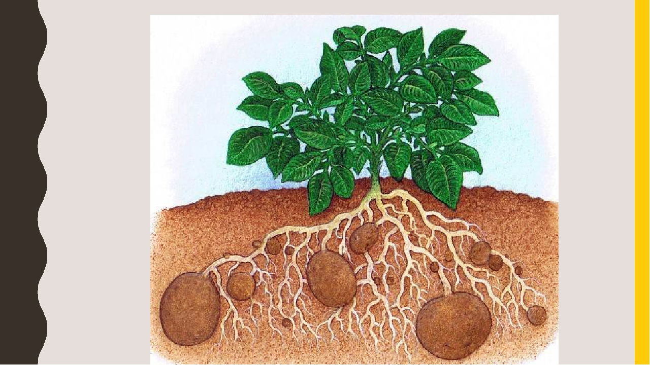 Как растет картошка под землей картинки