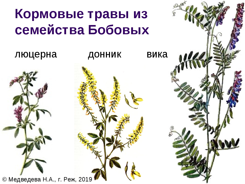 Семейство травы. Люцерна семейство бобовых. Вика, чина, донник, Клевер, люцерна. Люцерна и донник. Кормовые растения Мотыльковые.