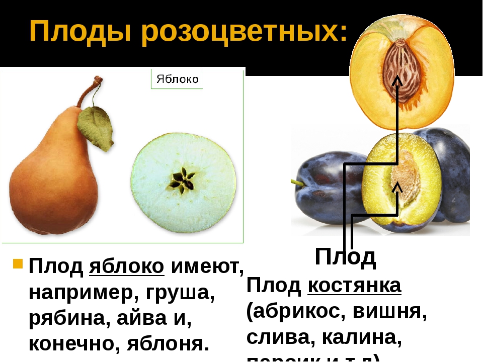 Плод растения это. Груша Тип плода. Розоцветные плоды яблони. Груша имеет плод яблоко. Тип плода яблони по биологии.