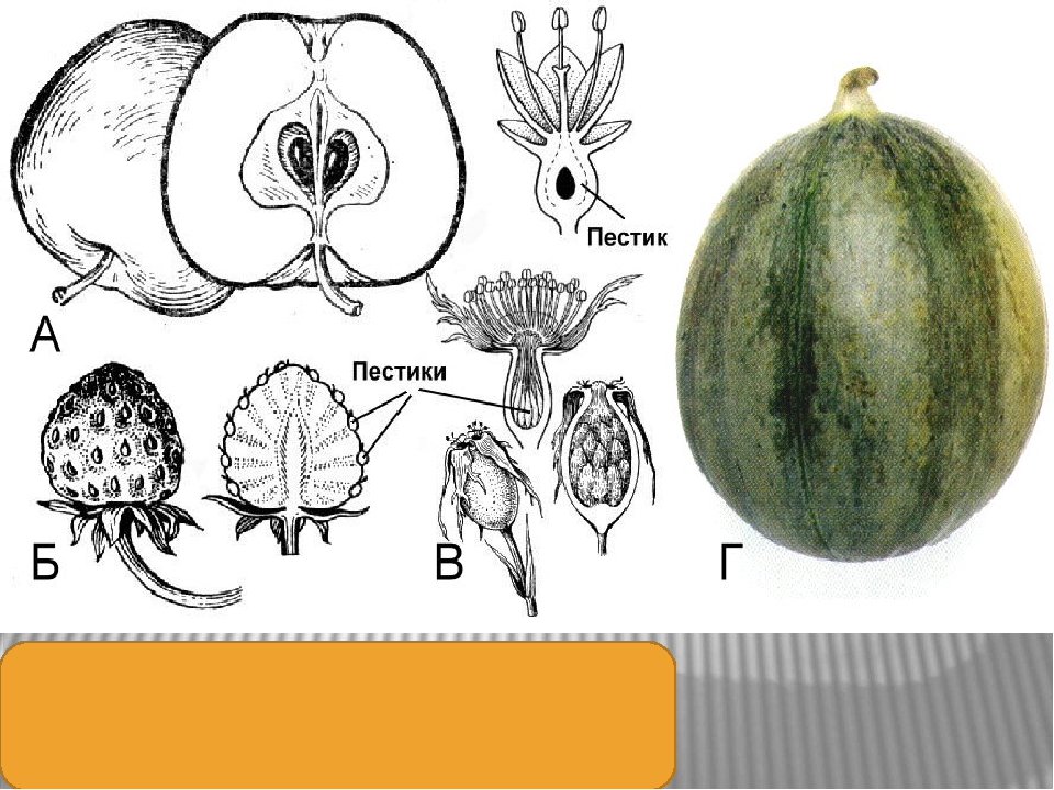 Части плода цветка. Тыквина плод схема. Плод Тыквина рисунок строение. Земляничина плод. Тыквина плодолистик.