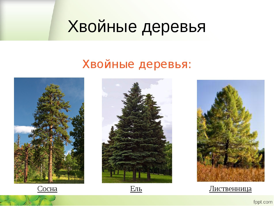 Отличие деревьев. Ель пихта сосна кедр лиственница. Хвойные деревья – ель, сосна, кедр, лиственница.... Кедр ель сосна лиственница. Сосна лиственница ель деревья.