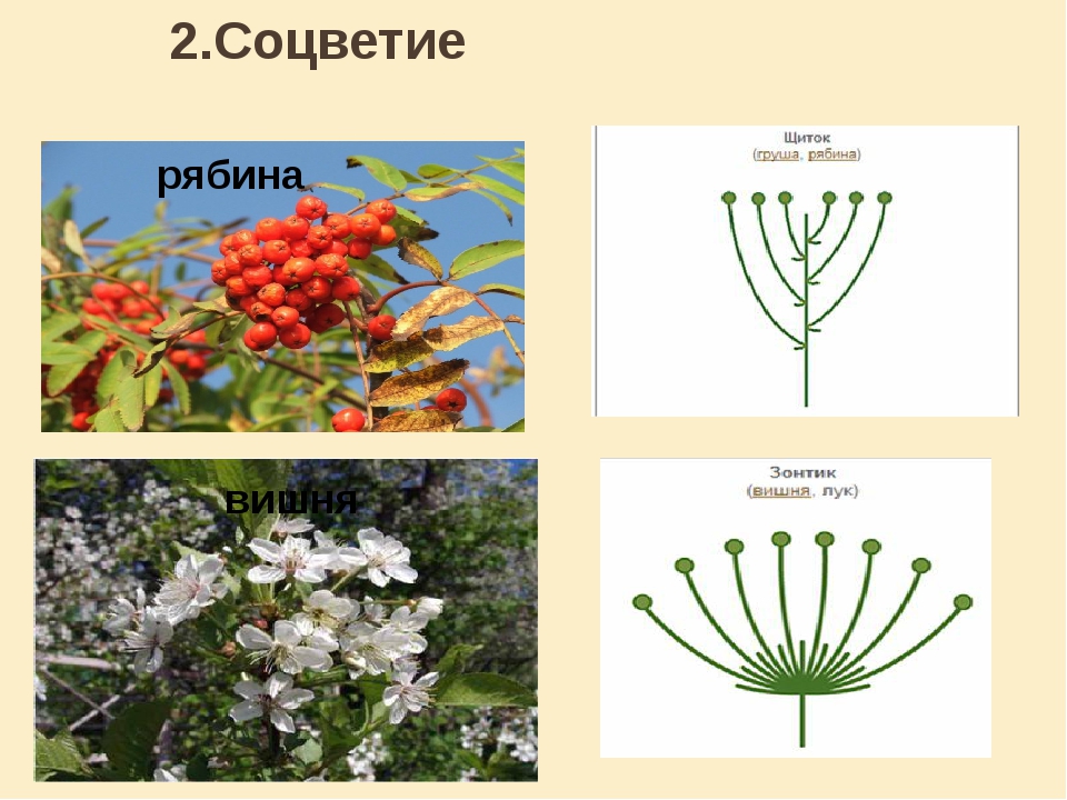 Соцветия и плоды. Соцветие рябины обыкновенной схема. Рябина соцветие. Рябина Тип соцветия. Соцветие щиток рябина.