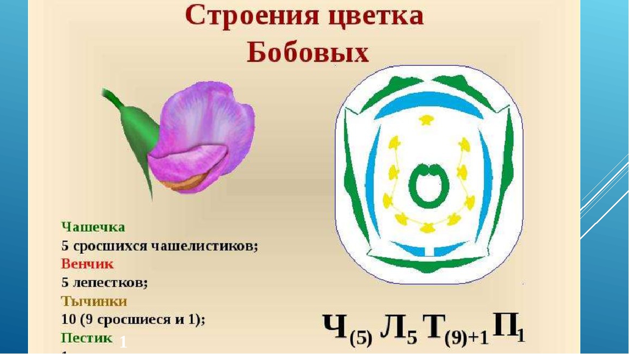 Строение цветка формула. Формула цветка семейства бобовые. Строение цветка растений семейства бобовые. Семейство бобовые строение цветка формула. Семейство Мотыльковые бобовые строение цветка.