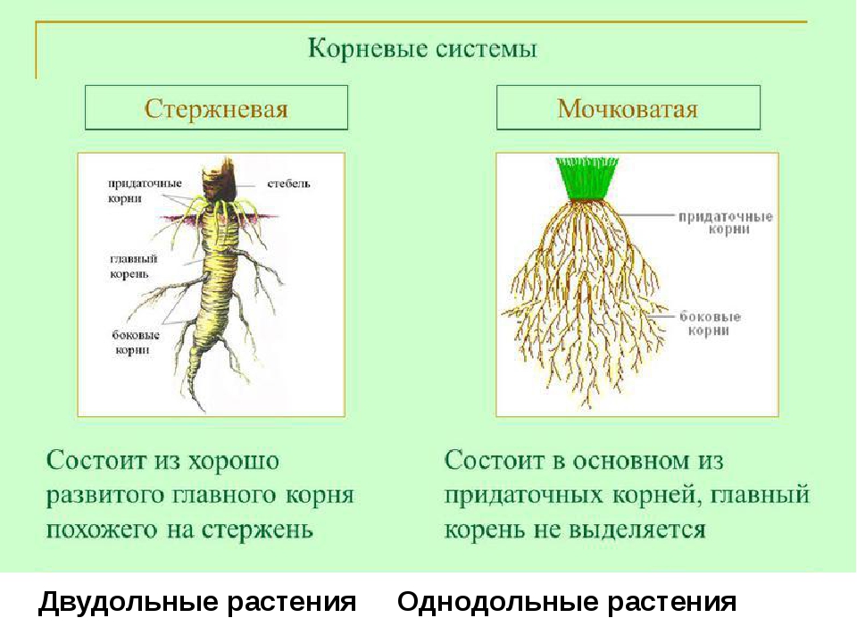 Образование главного корня. Мочковатая корневая система пшеницы. Мочковатый Тип корневой системы. Мочковатая корневая система это в биологии 6 класс.