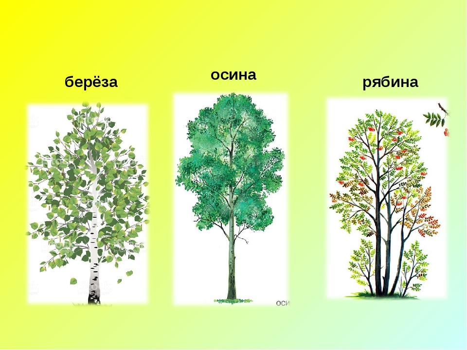 Дуб береза деревья. Береза Тополь осина. Дуб, липа, Тополь, береза, осина. Клен, липа, осина, береза, дуб, ольха. Береза осина липа Тополь.