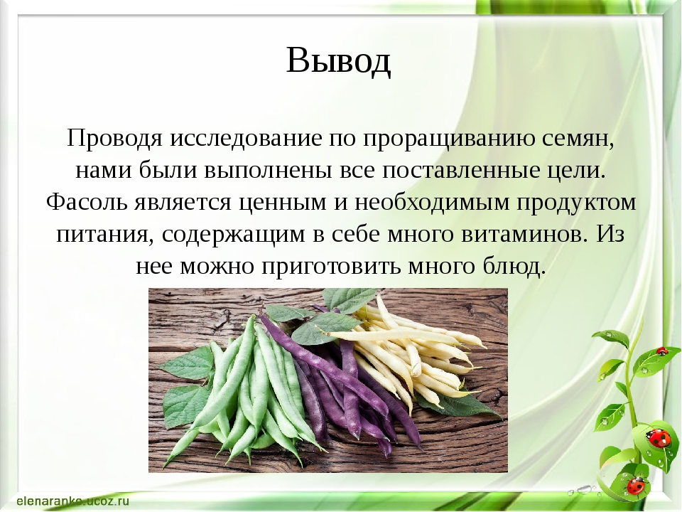 Где находится фасоль. Фасоль презентация. Презентация выращивание фасоли. Выращиваем фасоль исследовательский проект. Презентация про фасоль для детей.