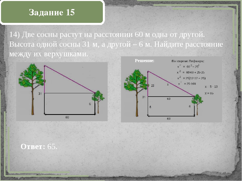 Расстояние в метрах между. 2 Сосны растут на расстоянии. Две сосны растут на расстоянии одна от другой. Две сосны растут на расстоянии 6 метров. Две сосны растут на расстоянии 15 метров.