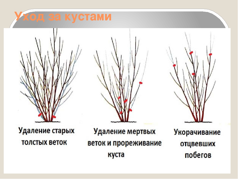 Как формировать дерен белый фото пошагово