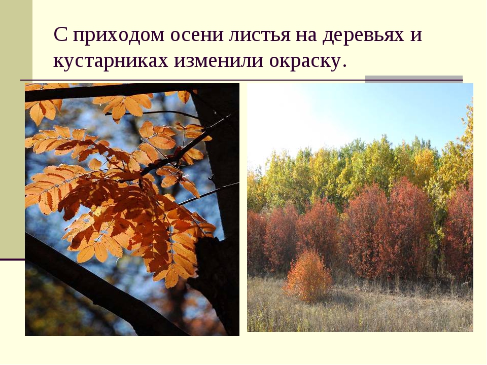 От чего изменяется окраска листьев. Осенние листья деревьев и кустарников. С приходом осени. С приходом осени листья. Деревья которые сбрасывают листья осенью.