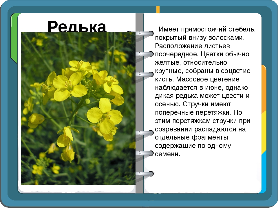 Лабораторная работа редька дикая. Строение листа редьки дикой. Стебель редьки дикой. Редька Дикая семейство крестоцветные. Редька Дикая семейство крестоцветные описание.