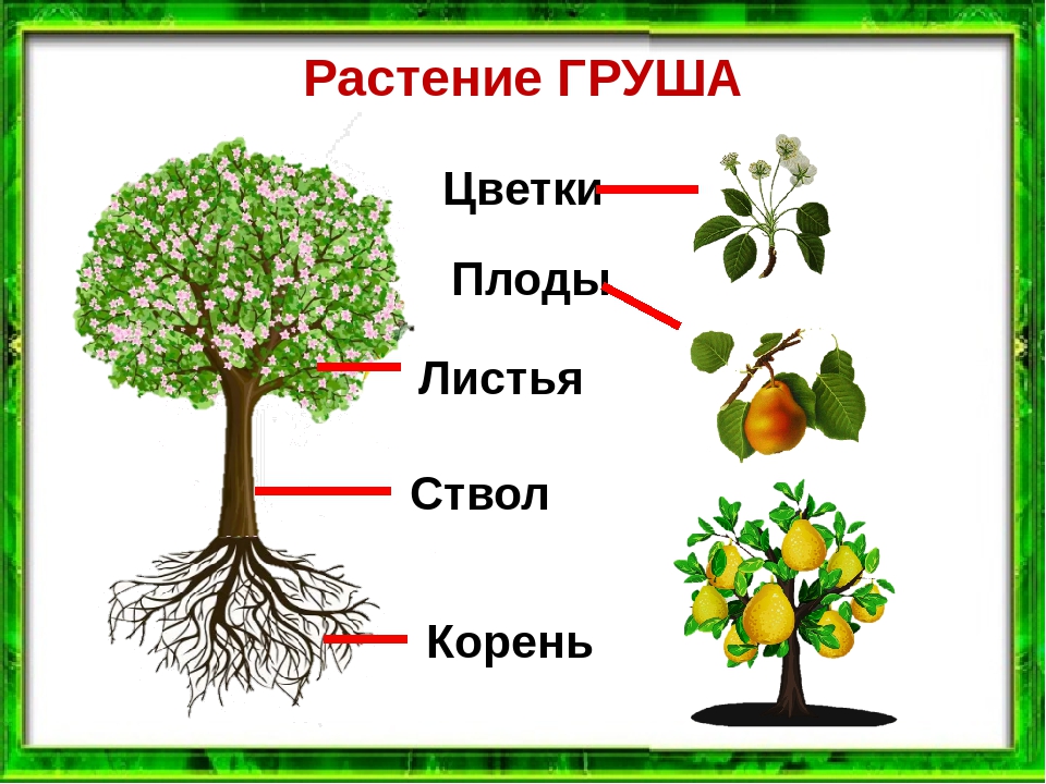 Где находятся питательные вещества у яблони. Строение груши дерева. Части растения. Части растения груша. Части растений презентация.