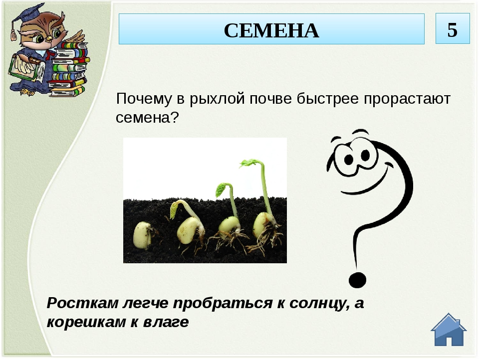 Почему семена