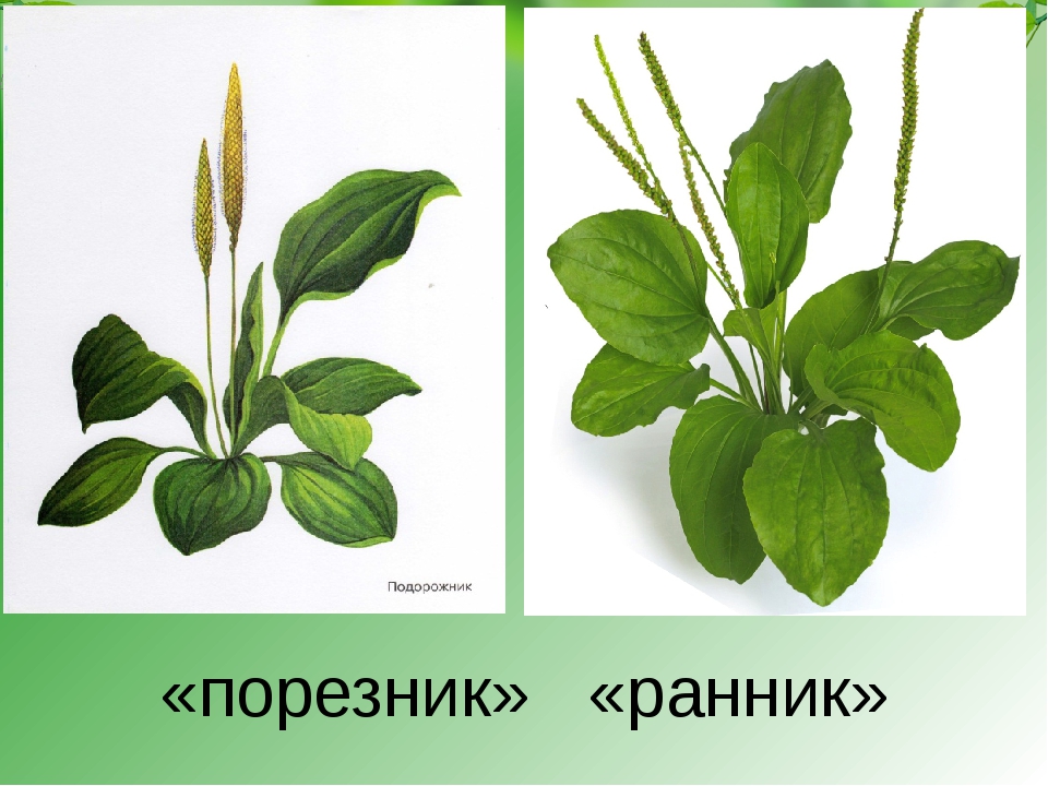 Картинка подорожника для детей в детском саду