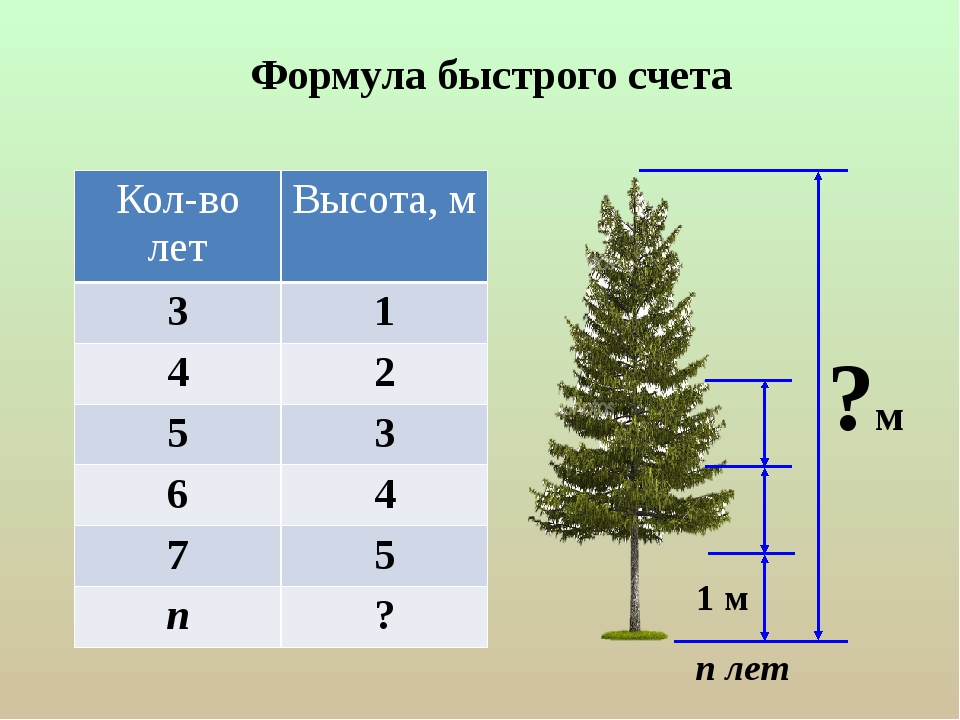 Сколько см вырастает. Лиственница высота. Лиственница Размеры. Диаметр лиственницы. Лиственница 5 лет высота.