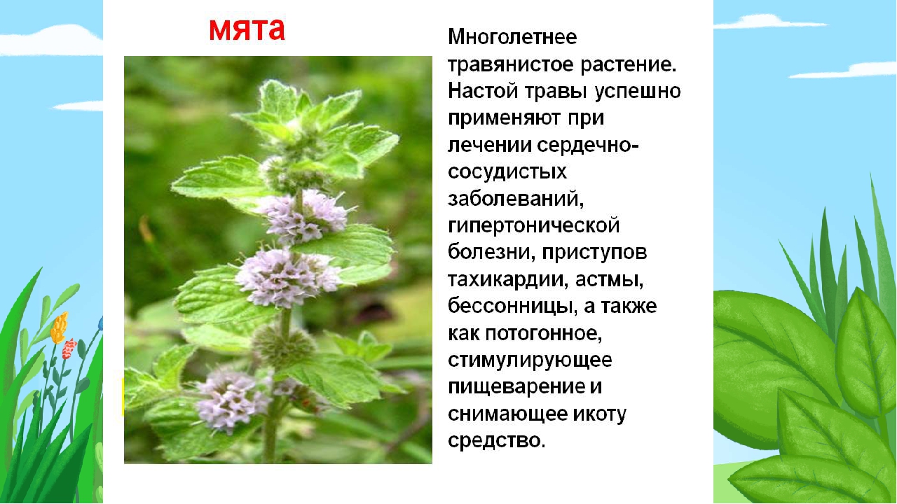 Сообщение о растении 2 класс. Доклад на тему лекарственные растения. Лекарственные растения окружающий мир. Лекарственные растения 2 класс. Лекарственные растения 3 класс окружающий мир.