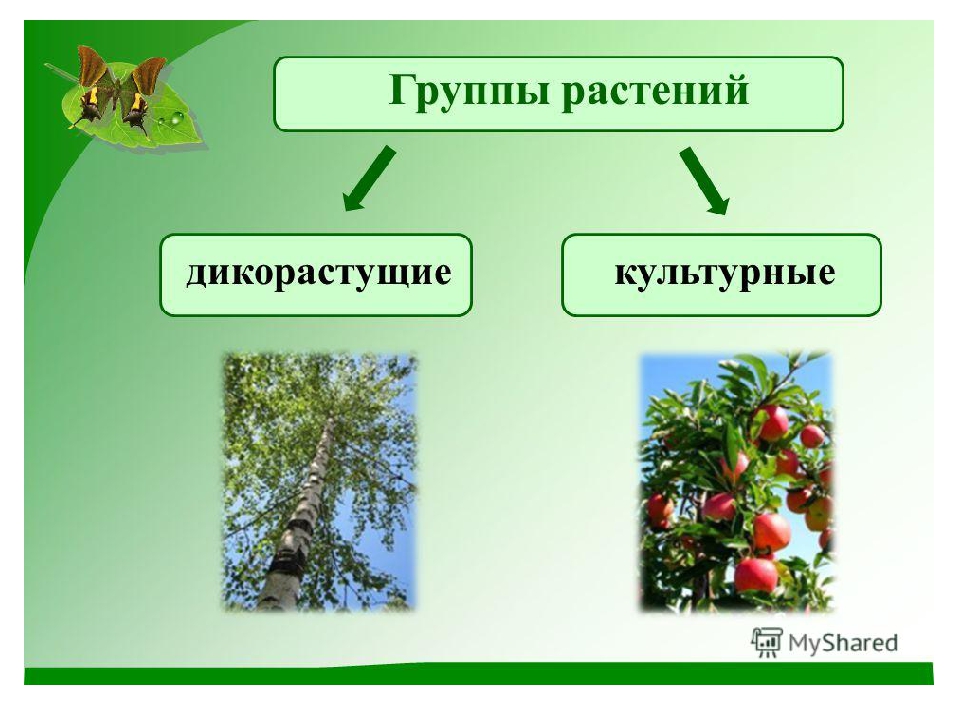 Растения делятся на три группы. Группы растений. Деревья дикорастущие и культурные. Дикорастущие и культурные деревья кустарники травы. Дикорастущие и культурные растения.