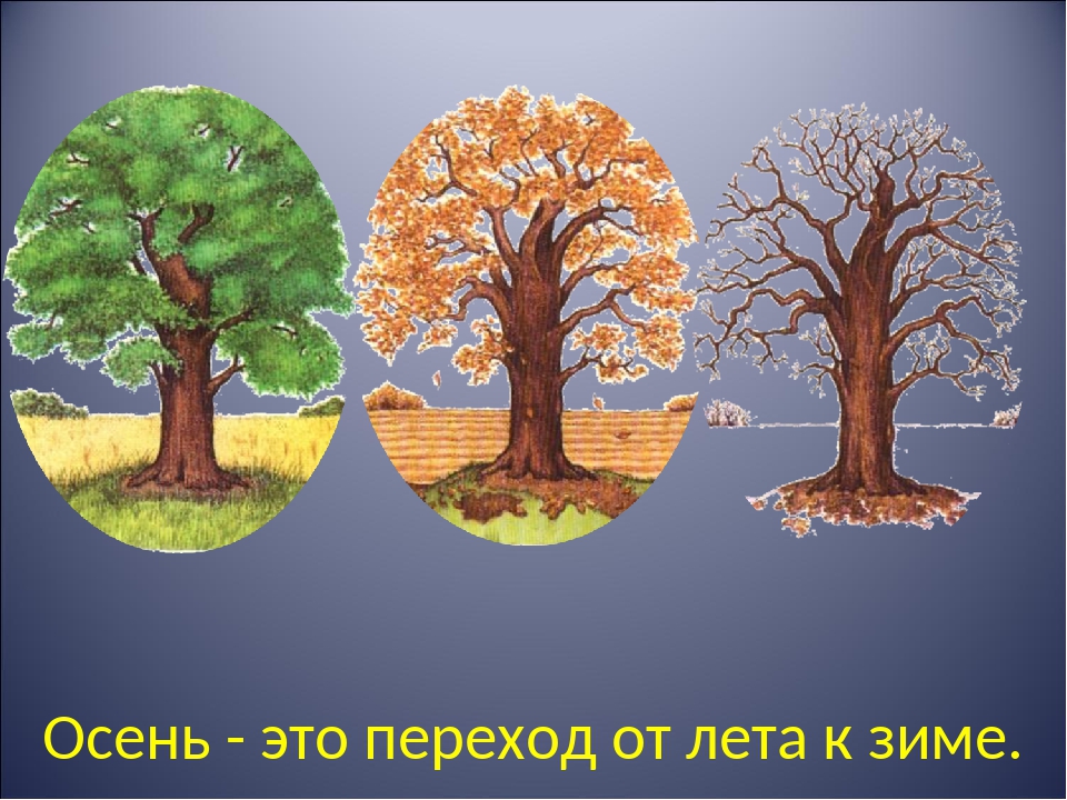 Какая наука изучает сезонные изменения природы. Осень сезонные изменения. Сезонные явления в жизни дерева.