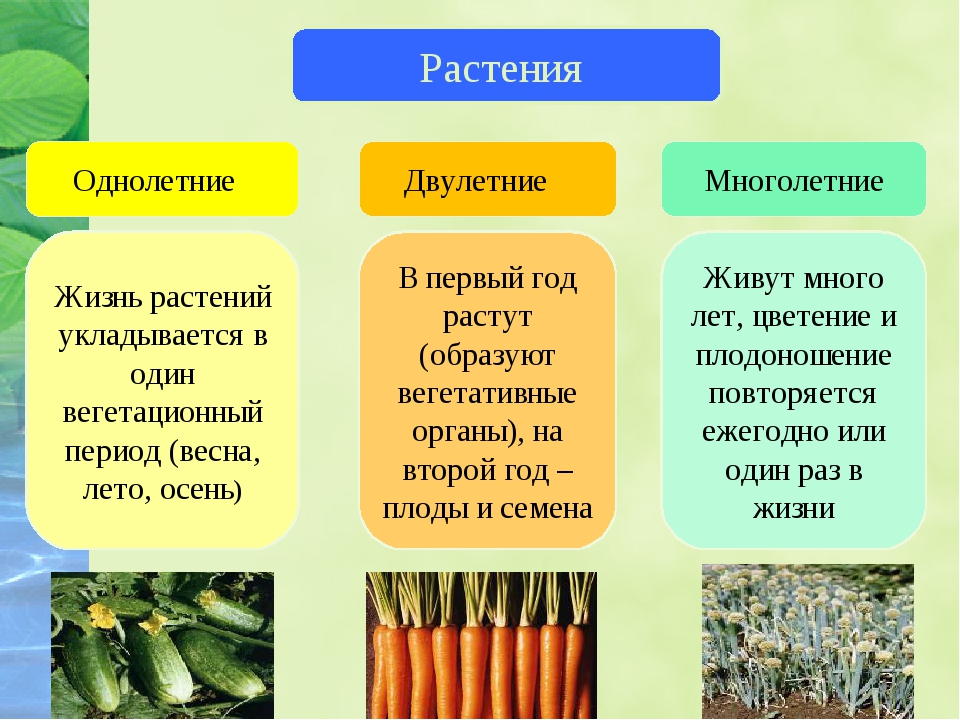 Какие из перечисленных растений относятся. Однолетние двулетние и многолетние растения. Однолетние двулетние и многолетние растения таблица. Формы растений: ?,?,?; * Однолетние- *двулетние- *многолетние-. Травянистые растения однолетние двулетние многолетние.