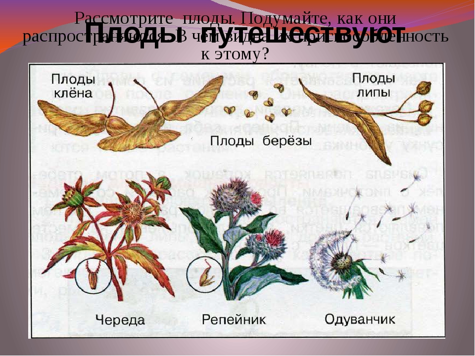 Строение и распространение. Плоды клена липы березы одуванчика. Плоды и семена клена ели череды. Распространение семян окружающий мир 3 класс. Способ распространения плодов липы.