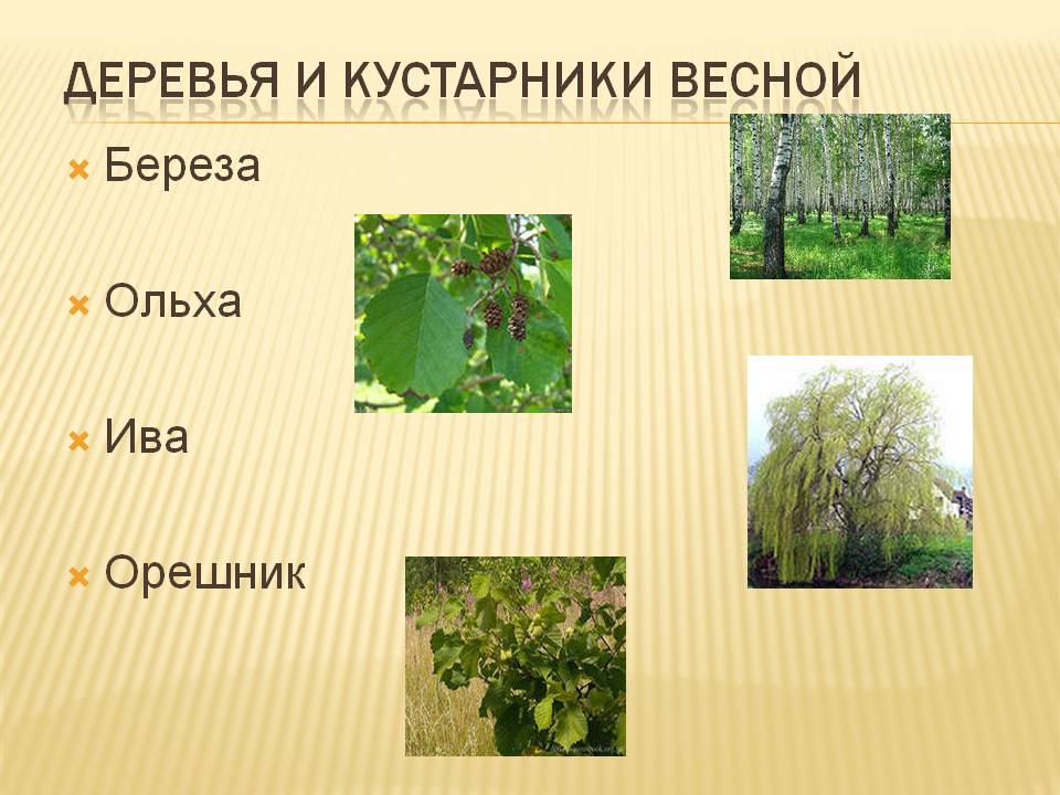 Картинка деревья и кустарники