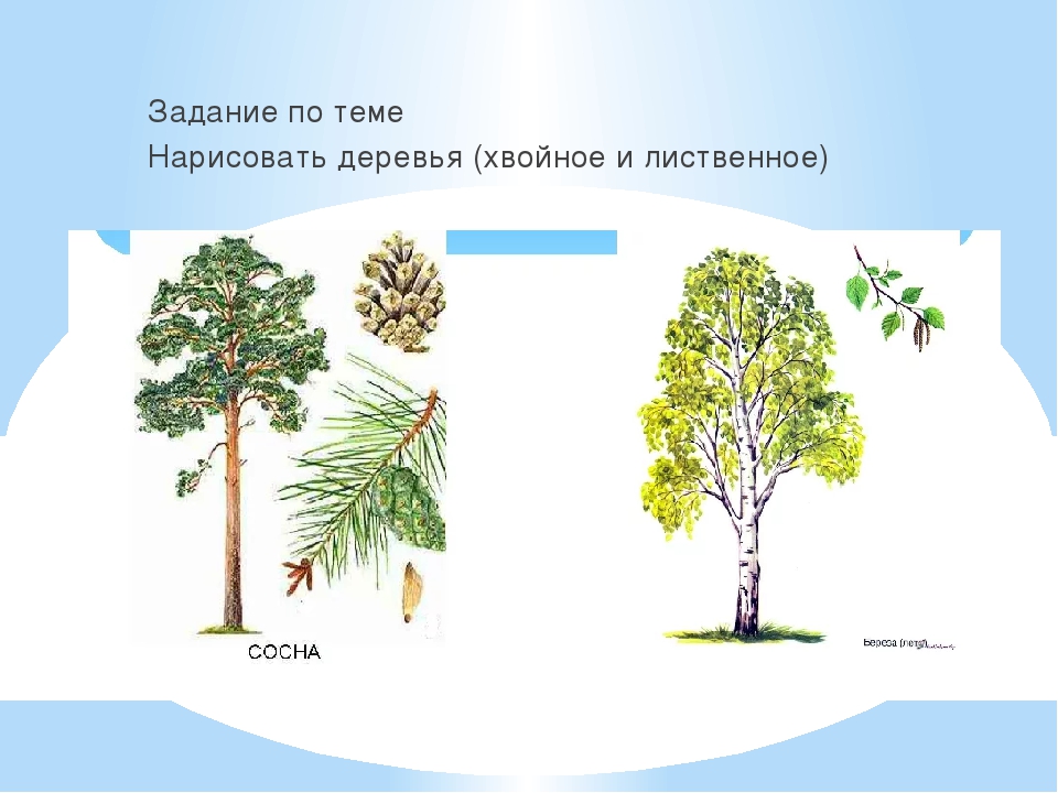 Лиственные и хвойные деревья в картинках