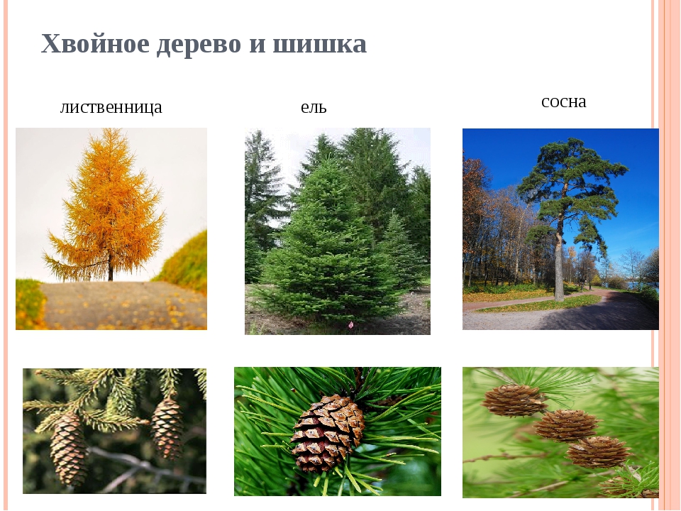 Отличие сосны от лиственницы фото