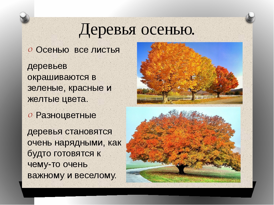 Сочинение описание природы осенью. Описание осени деревьев. Деревья осенью описание. Деревья осенью презентация. Описание леса осенью.