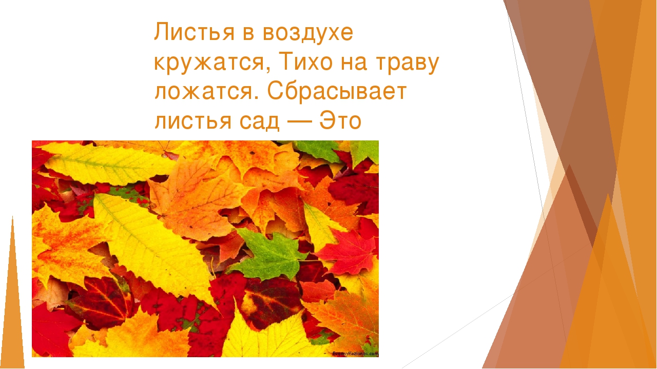 Осенью желтеют и опадают. Листья кружатся в воздухе. Почему листья опадают осенью для детей. Листья осенние тихо кружатся. Листья осеннитихо кружатся.