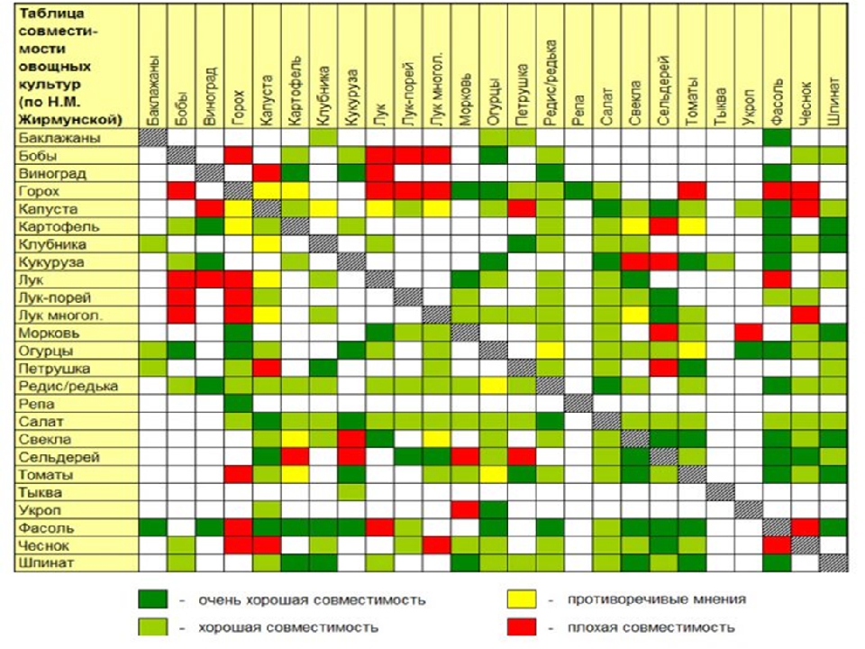 Таблица совместимости овощных культур на огороде таблица с фото