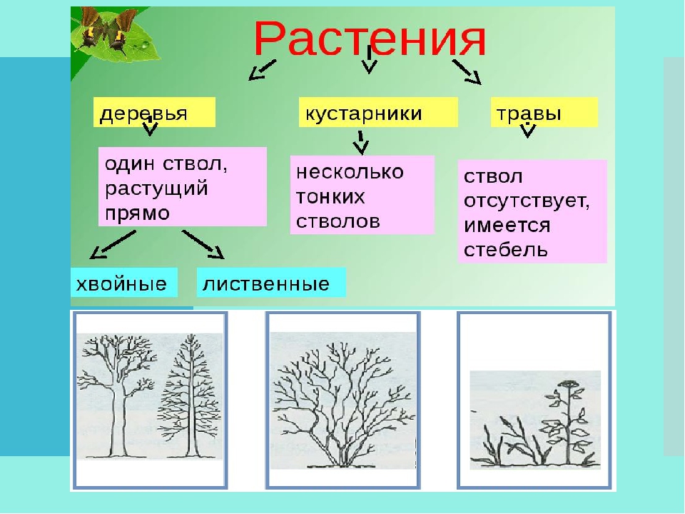 Конспект урока по окружающему миру 1 класс. Деревья кустарники травы. Дерево кустарник травянистое растение. Дерево кустарн и ктравинистые растение.. Деревья кустарники травы цветы.