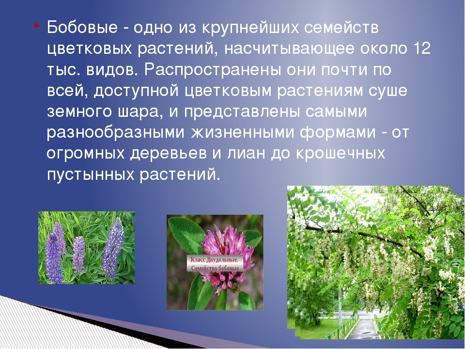 Семейство бобовые. Бобовые биология 6 класс. Семейство бобовые класс. Бобовые презентация. Семейство бобовые презентация.