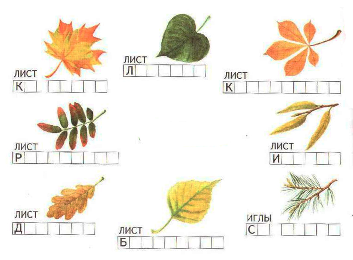 Как пишется листьев. Задание с какого дерева листок. Соотнести дерево и лист. Листья деревьев задания. Задание с какого дерева листик.