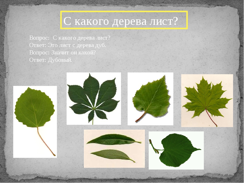 Определение дерева по листу фото