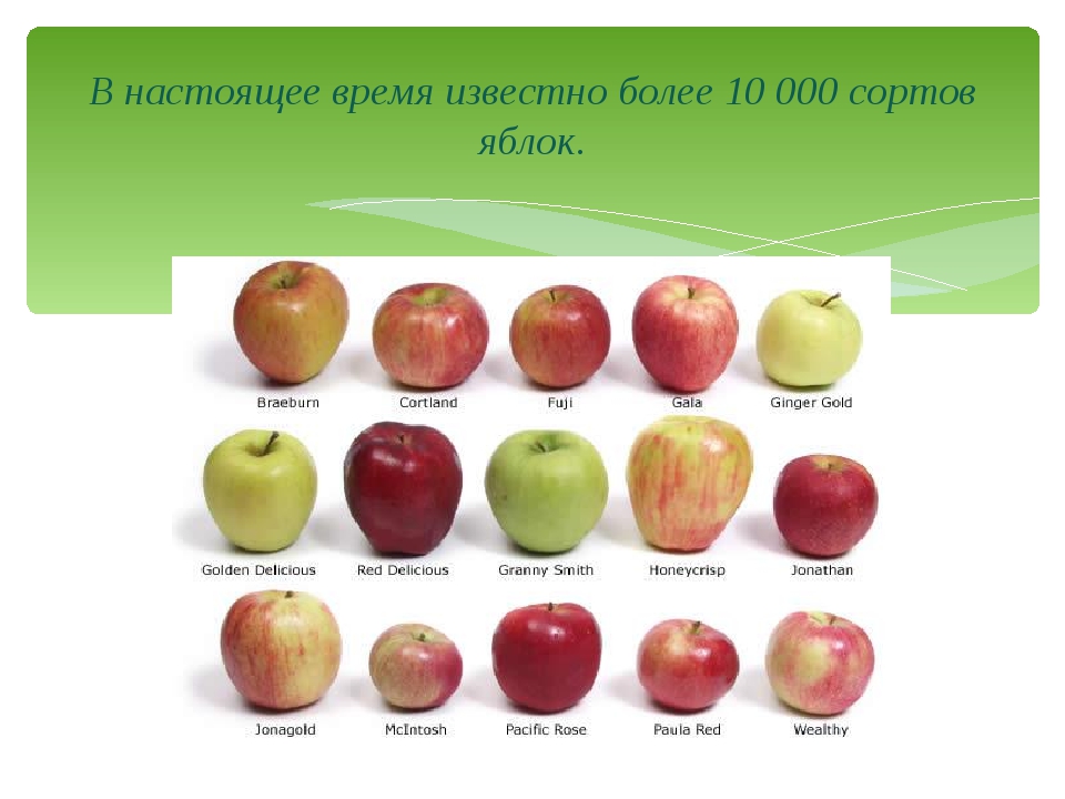 Хорошее яблоко на русском. Название яблок. Сорта яблок названия. Яблоки по сортам. Разные сорта яблок название.