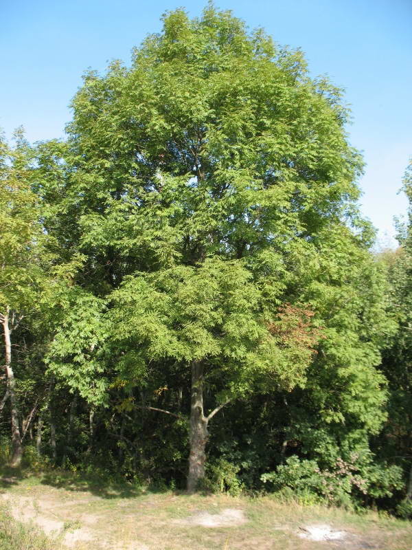 Деревья в ленинградской области фото с названиями