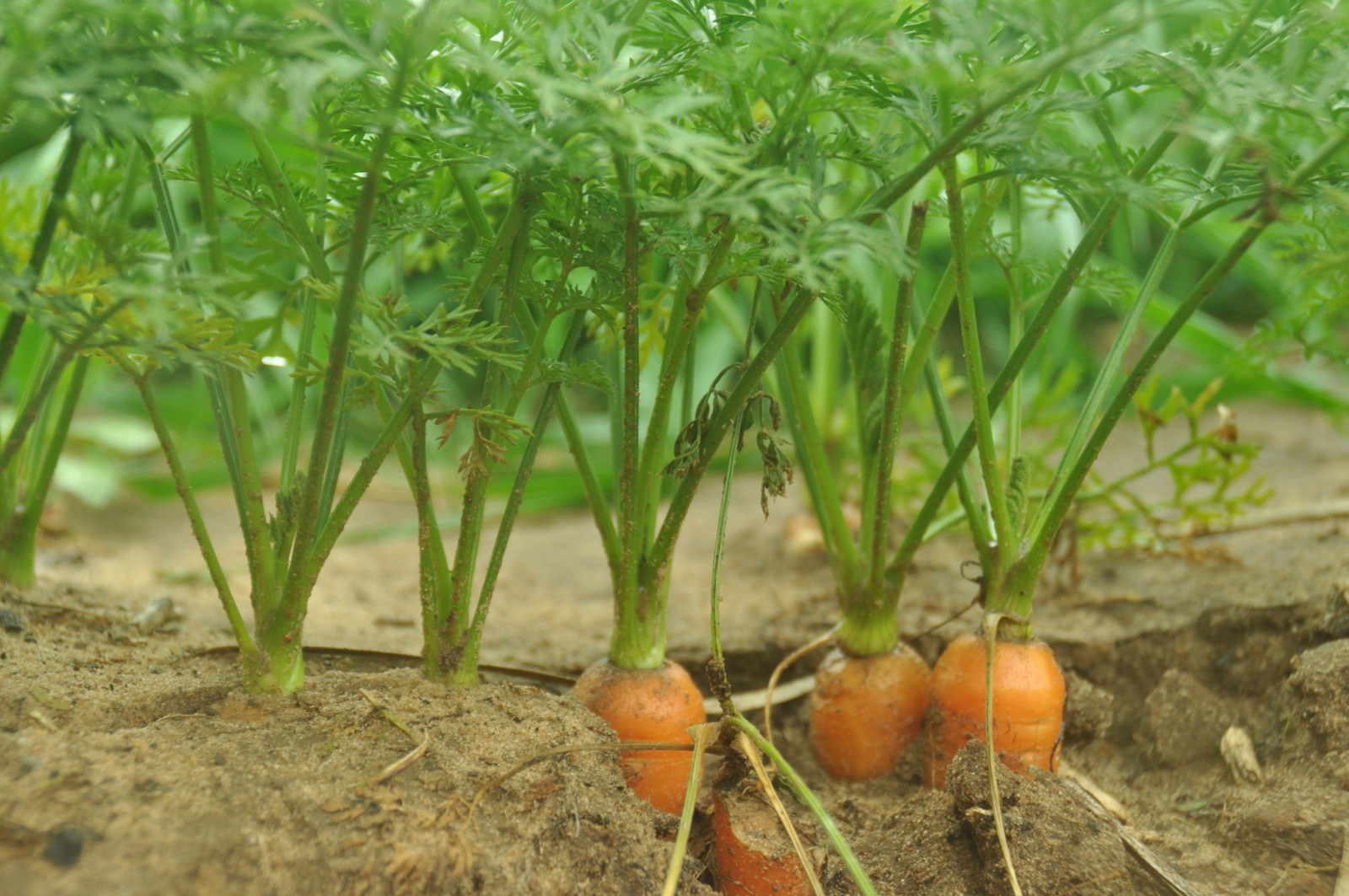 Сколько растет морковь. Морковь растение ботва. Морковь на грядке. Морковь растет на грядке. Овощи на грядке морковка.