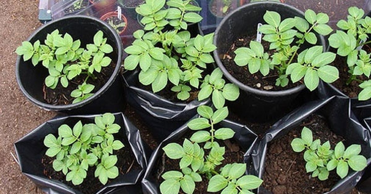 Выращивание картофеля из семян. Выращивание картофеля из семян. Гала картофель пророщенная. Семена картофеля на рассаду. Как сажать картофель семенами.