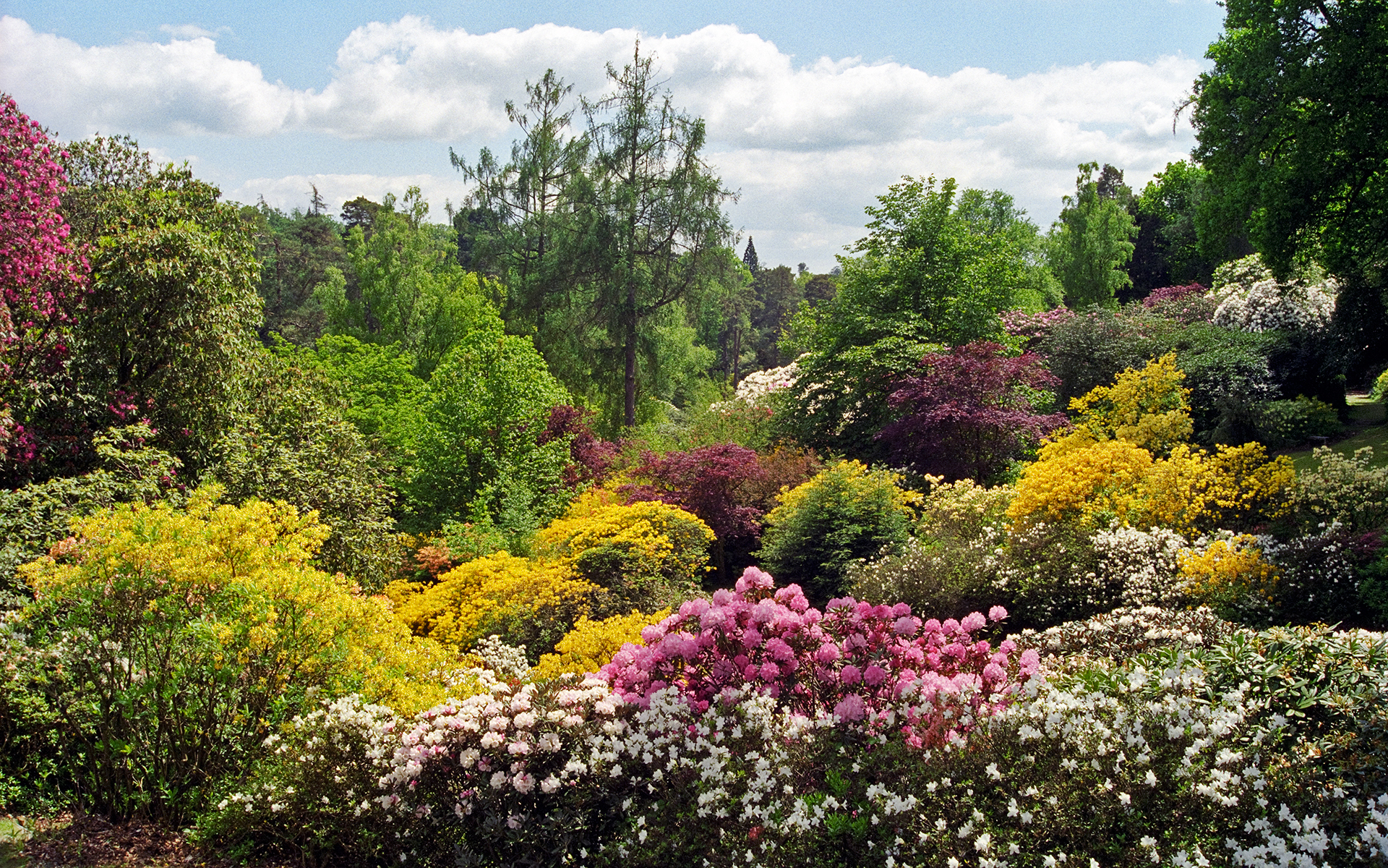 Окружающий мир 2 красота растений. Сад Леонардсли. Долина рододендронов в Англии. Удивительная красота растений. Цветущий сад.