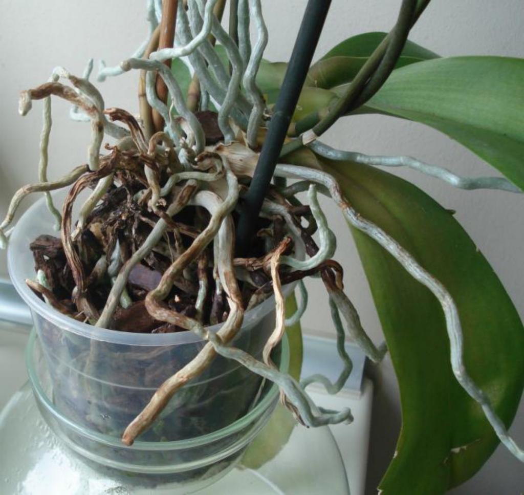 Живые корни орхидеи. Здоровые корни орхидеи фаленопсис. Серебристые корни орхидеи фаленопсис. Орхидеи фаленопсис торчащие корни.