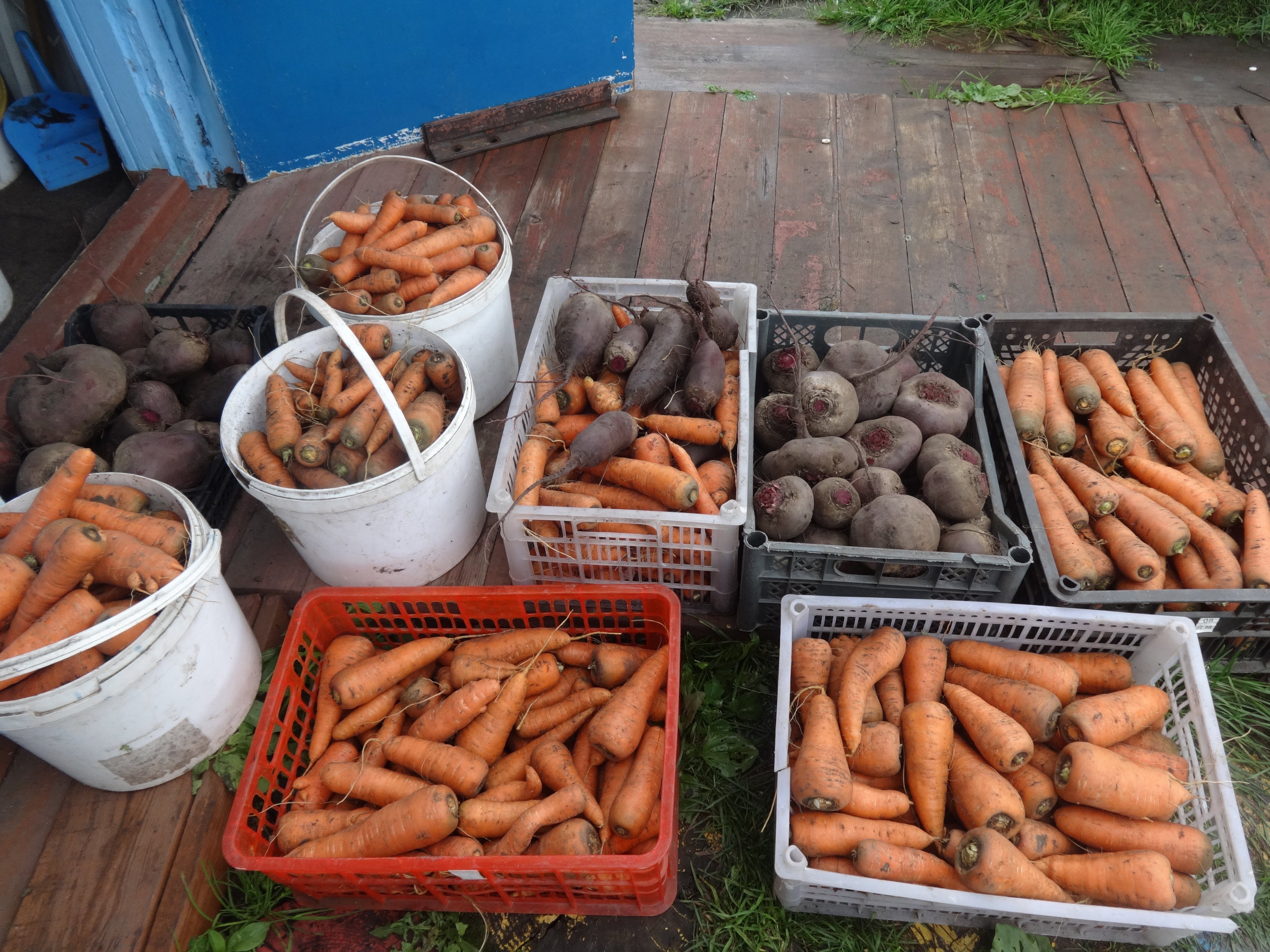 Как лучше хранить морковь. Хранение моркови. Хранение свеклы и моркови. Хранение моркови в сетке. Как хранят морковка и свеклу.