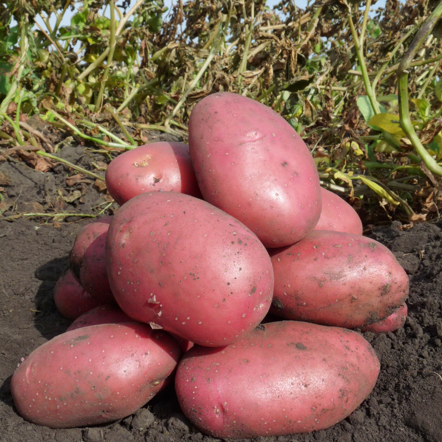 Сорт картофеля ермак фото