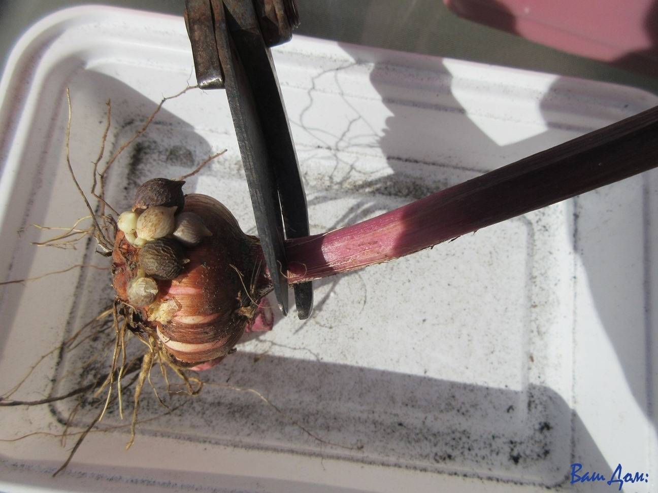 Гладиолусы луковицы обрабатывать перед посадкой