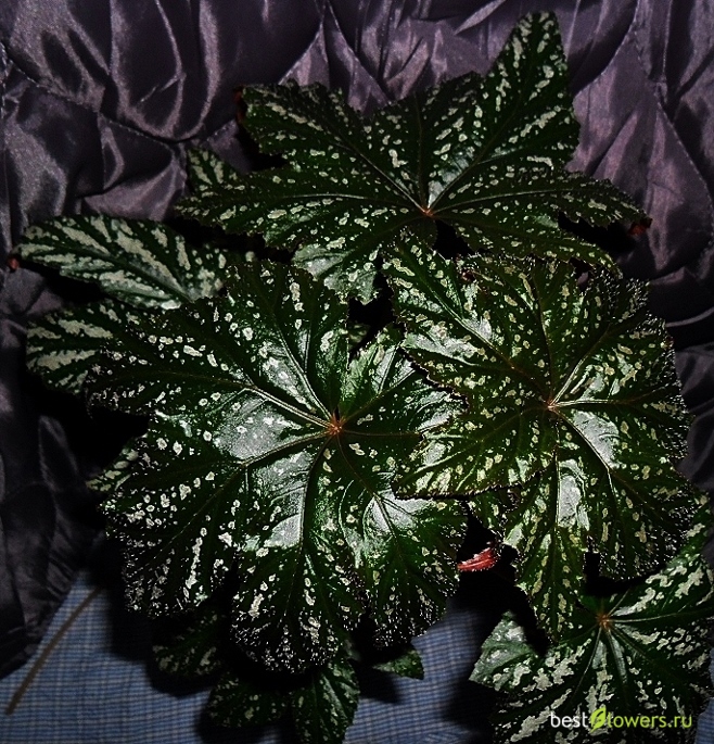 бегония ds-птица говорун. бегония декоративнолиственная рекс. бегония лиственная королевская. бегония декоративнолиственная королевская. бегония декоративная лиственная.