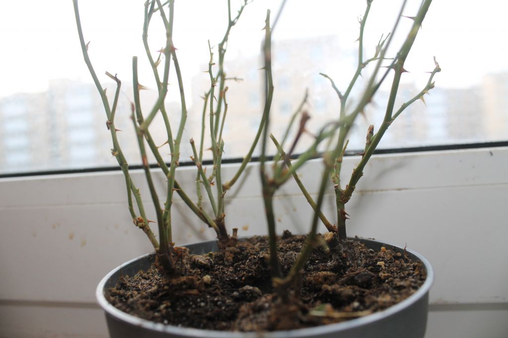 Саженцы чайно гибридных роз в горшках. Посадка роз весной. Обрезаем саженец розы. Посадка роз в горшок. Черенки роз к зиме.