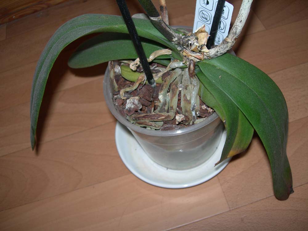 Почему у орхидеи вялые листья что делать. Спасение орхидеи. Вянут листья у орхидеи. Вялые листья у орхидеи.