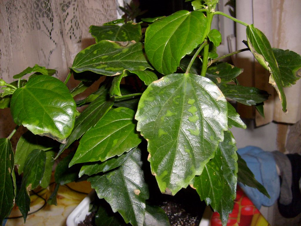 Гибискус почему желтеют и опадают листья. Неинфекционный хлороз гибискус. Гибискус листья хлороз. Хлороз у китайской розы. Гибискус комнатный листья.