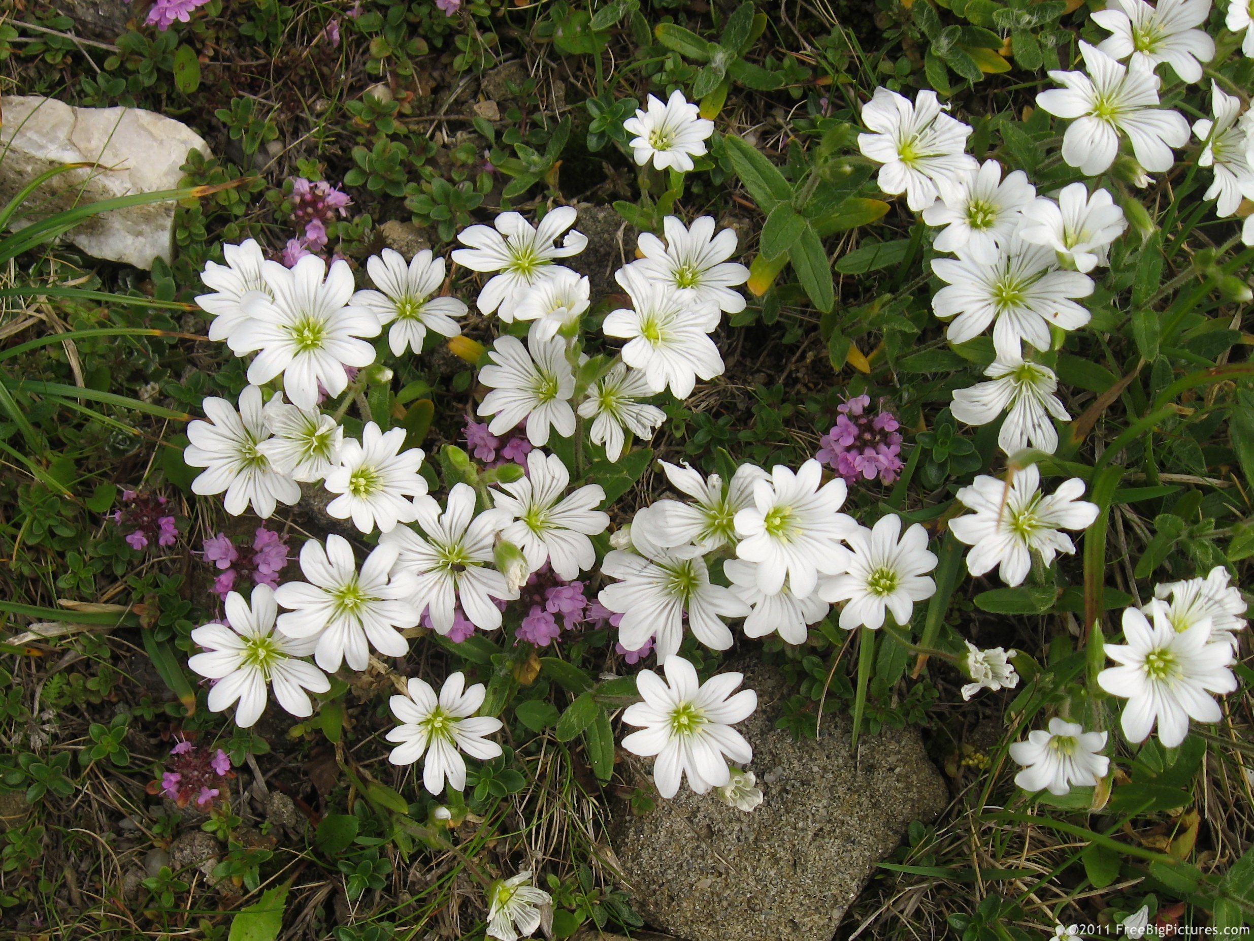 Почвопокровные белые цветы многолетники фото и названия