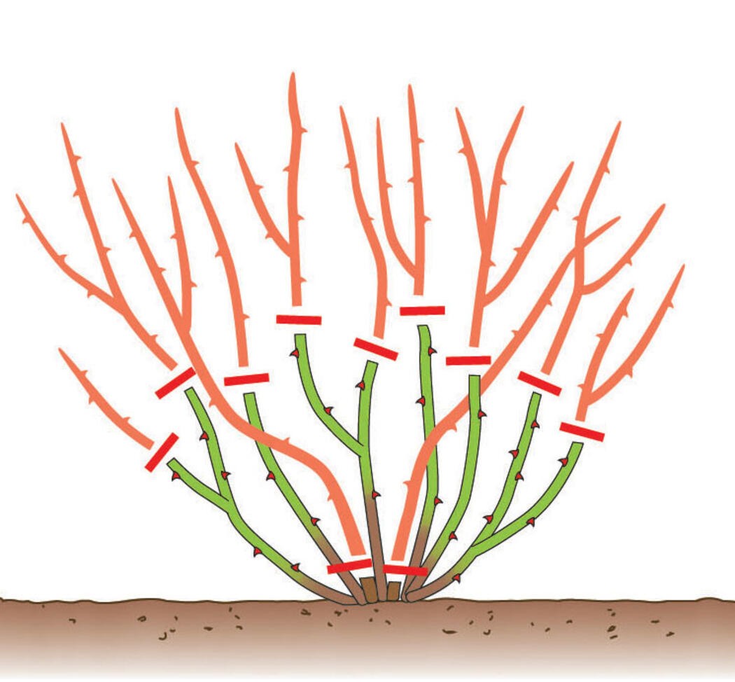 Обрезать осенью. Обрезка розы шраб весной. Обрезка чайно-гибридных роз весной. Формирование плетистой розы. Плетистая роза обрезка осенью.