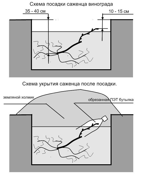 Схема посадки винограда. Схема посадки саженца винограда. Схема посадки винограда 3х1. Схема посадки винограда весной саженцами расстояние. Схема посадочной ямы для винограда.